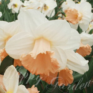   AςȂ  bp炫 sNp\ 2Zbg F HAys\9{`͂ ^zyNarcissus Pink Parasolzv Ă₷ OK N ϊ A