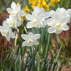  AςȂ  vGu 3Zbg tJ H ~A ԁy10{`͂ ^zNarcissus Pueblo XCZ  v Ă₷ N ϊ A Ԃ̋