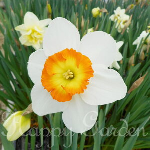   AςȂOK  [bg Roulette 2Zbg  bp炫y9{`͂ ^zNarcissus Roulette N ϊ HA A K[fjO nbs[K[f 2025BU CO