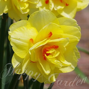   AςȂOK  ^q` Tahiti 3Zbg d炫 ԂɐԃIWցy9{`͂ ^zNarcissus Tahiti N ϊ HA A K[fjO nbs[K[fCO