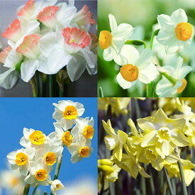 楽天市場 花の球根 カラーホワイト 種類 植物 スイセン 球根 ガーデニング 農業 花 ガーデン Diyの通販