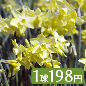 球根 水仙の通販 価格比較 価格 Com