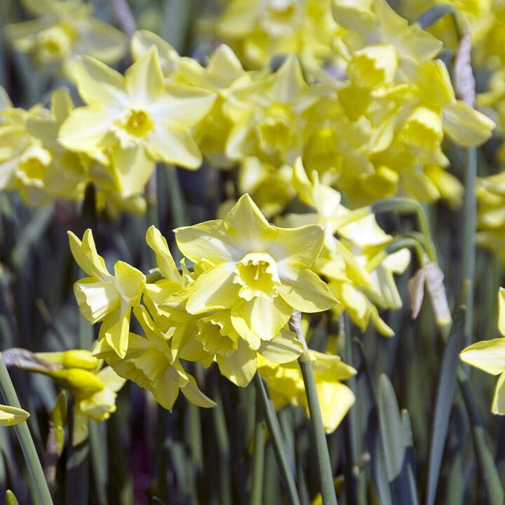 楽天市場 芽出し球根 ポット植え 水仙 ピピット 1鉢1球植え お届け中 Narcissus Pipit スイセン すいせん 球根 花の球根 秋植え球根 ガーデニング 庭植え 鉢植え 秋植え 冬植え球根 花壇 野放し ハッピーガーデン