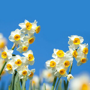 勅 _F̑炫i^ {XCZ 2y͂ ^zNippon Narcissus@̐ N ~炫 A A ͔| K[fjO ϊ nbs[K[f C