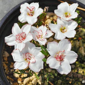   AςȂOK d炫 ILUX Vf[ 5Zbg ԁy͂  [ւł͂zOxalis HA N h A A Ԓd K[fjO y2025B