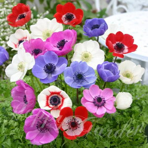   All fJ Mix 35ml _AςȂOKINy߂^d炫 N y͂ [֑Ή |XgzAnemone A OhJo[ ԕc nbs[K[fNA