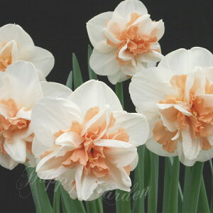   AςȂOK  fiV[ 2Zbg d炫 /Fy͂ ^zNarcissus DelnashaughN ϊ HA A A Ԓd K[fjO nbs[K[f2025BU CO