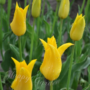   炫 `[bv Cj~_u 3Zbg F HAy9{`͂ ^zTulipa Inimitable A K[fjO Ԓd Ay2025BUzyCOMz