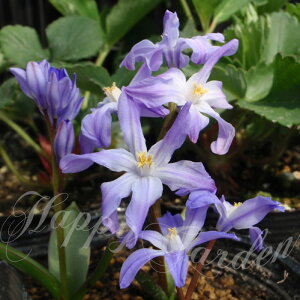 AςȂ  `ImhNT tH[xV[ 5Zbg ԁy͂ [֑Ήz~A N A A Ԓd K[fjO nbs[K[f