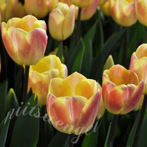 HA _`FɐFςI^2F炫`[bv V[ 5Zbgy͂`^z Tulip zCg sN A Ԓd A K[fjO nbs[K[fy2025BU