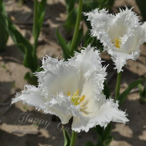   tW炫 `[bv m[hACf 4Zbg F HAy͂ ^zTulip Noordeinde zCg A Ԓd A K[fjO ϊ 2025BU COMy9210z