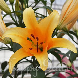 球根 植えっぱなし球根 オリエンタルリリー 選べる種類 1球 大型球根【お届け中】 秋球根 鉢植え 地植え 多年草 花壇 切花 球根植物 秋植え球根 花の球根 ゆり ユリ 百合 リリー カサブラン