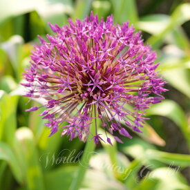 アリウム パープルレイン 芽出し球根苗 1鉢 3号ロングポット【お届け中 中型球根】Allium Purple Rain 赤紫色 花 庭植え 花壇 鉢植え ガーデニング アクセント 耐寒性 春 ハッピーガーデン【2025BU】