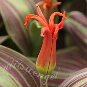   tHXeAin `[bv KXoP[h 5Zbg HAy͂ ^zTulipa 'Rigas Barikades' A Ԓd A K[fjO ϊy2025BUzyCOMz