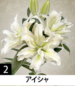   IG^[Y[ d炫 Iׂ 1 ^y͂zOriental Double Lily H A nA N Ԓd ؉ A HA Ԃ̋   S