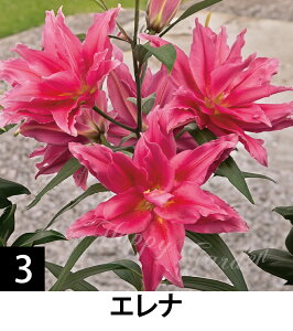   IG^[Y[ d炫 Iׂ 1 ^y͂zOriental Double Lily H A nA N Ԓd ؉ A HA Ԃ̋   S