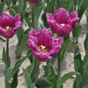   tW炫 `[bv @TNg 4Zbg Ԏy͂ ^zTulip p[v Ԓd A K[fjO ϊ 2025BU COM