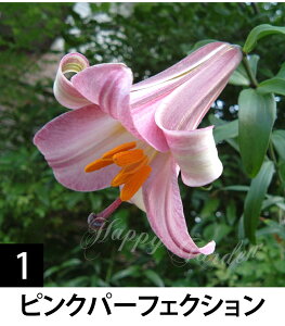   gybg[ Iׂ 1 ^ys\10{`͂z[K[ IEJ H A nA N Ԓd ؉ A HA Ԃ̋ 