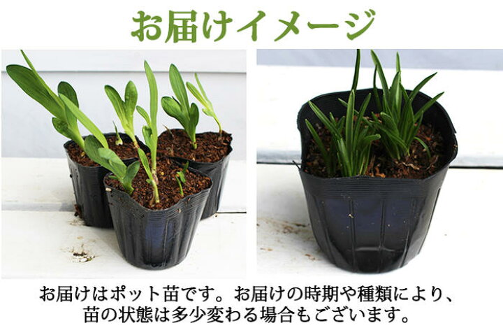 楽天市場 1000円ポッキリ 地域限定送料無料 芽出し球根 植えっぱなし アリウム ロゼウム 3鉢セット 1鉢3球植え お届け中 Allium Roseumu 野放し 花の球根 冬植え球根 ハッピーガーデン
