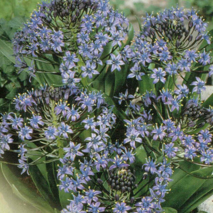 楽天市場 秋植え球根 シラー ペルビアーナ 1球 お届け中 Scilla Peruviana ペルビアナ ツルボ属 シラー属 スキラ属 多年草 中型 球根 21bu Com ハッピーガーデン