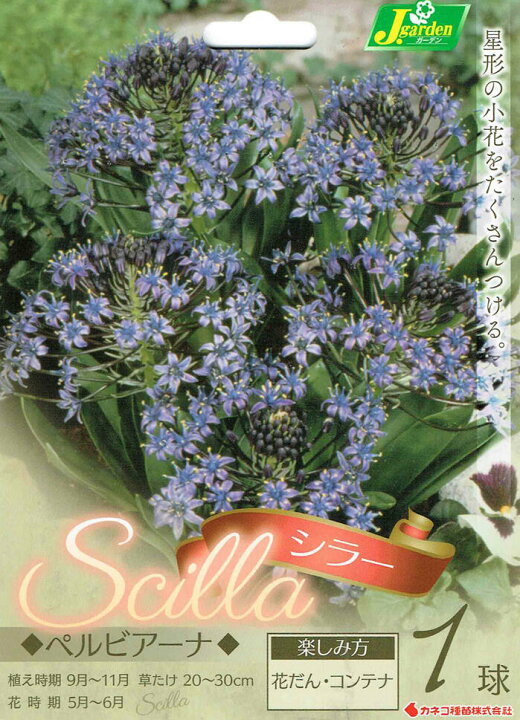 楽天市場 秋植え球根 シラー ペルビアーナ 1球 お届け中 Scilla Peruviana ペルビアナ ツルボ属 シラー属 スキラ属 多年草 中型 球根 21bu Com ハッピーガーデン