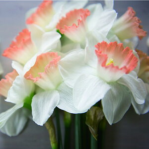   AςȂOK  sN`[ Pink Charm 2Zbg bp炫 Fys\9{`͂ ^zNarcissus Pink Charm N ϊ HA A A 񂹐A K[