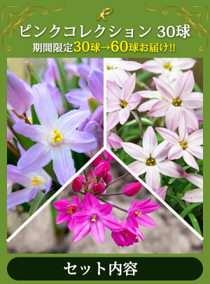 楽天市場 秋植え球根 New 毎年楽しめる 植えっぱなし 球根 お得な球根セット 種類より選択 最大50球から お届け中 メール便でお届け 小球根 全国どこでも送料無料 ミニアイリス チオノドクサ クロッカス 原種チューリップ ムスカリ 球根 花の球根 冬植え球根 野放し