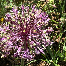 芽出し球根苗 春 植えっぱなし アリウム パウダーパフ 1鉢 3号 1球植え【お届け中】Allium Powder Puff 花の球根 秋植え球根 秋植え 野放し ガーデニング 庭植え 花壇 ハッピーガーデン