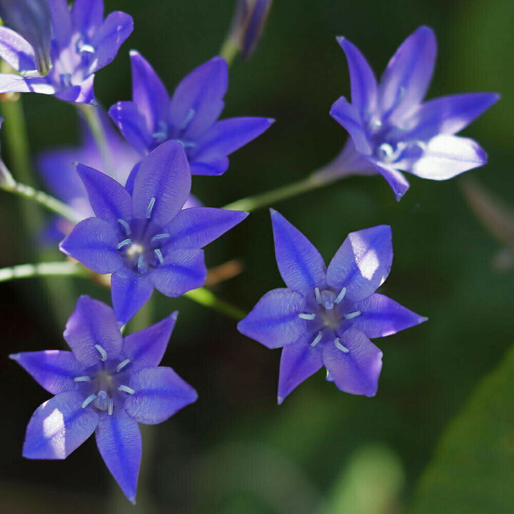 楽天市場 小球根 ブローディア クインファビオラ 球根10球セット お届け中 Triteleia トリテレイア 花の球根 冬植え球根 ガーデニング 寄せ植え 庭植え 冬植え 花壇 青花 クイーンファビオラ クィンファビオラ 21bu ハッピーガーデン