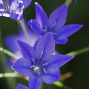 _1000~|bL^AςȂ geCA u[fBA u[fBA NCt@rI 5`10 y͂  [֑Ή@ꕔZbgzteleia geC