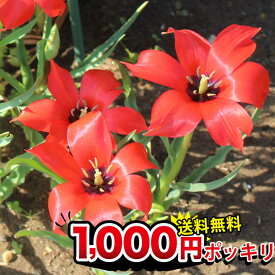 楽天市場 植えっぱなし ガーデニング 農業 花 ガーデン Diy の通販