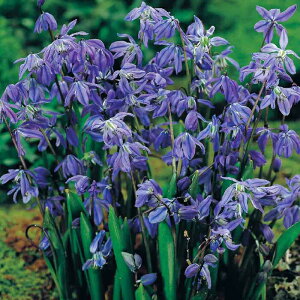 AςȂOKI   V[ VxJ 5Zbg  y͂  [֑ΉzScilla siberica  N 䒆 HA K[f K[fjO Ԓd A A H ~ n