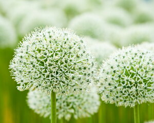 AςȂ  AE zCgWCAg 1 Zbgy͂ ^zAllium White Giant@Ԃ̋ HA HA K[fjO A Ԓd nbs[K[f y2025BUz