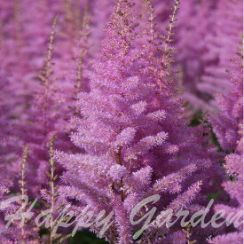 花苗 夏苗 アスチルベ 選べる8種 1鉢 3.5～4号【お届け中】Astilbe 宿根草 桃花 赤花 白花 エリカ スピネル ビジョンインピンク ファナル ヨーロッパ アメジスト ダイヤモンド チョコレート ショーグン 苗 秋の花 ガーデン ガーデニング