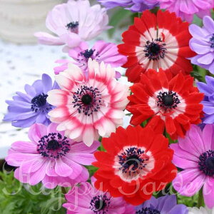   All i[NMix 20ml _te炫d炫 All^y͂ [֑Ή |XgzA N AςȂOK ԕc nbs[K[fy2025BUzymailz