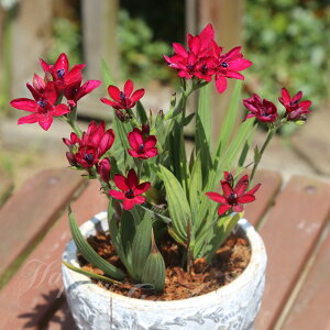 AςȂ  ԁ@ orAi L@5Zbgy͂  [֑ΉzBabiana H Ԃ̋ A HA Ԓd Ԓd A t nbs[K[fy2025BUzymailz