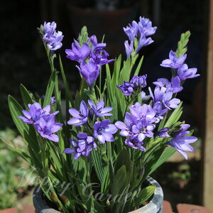 AςȂ  ԁ@ orAi ڗ@5Zbgys\10{`͂  [֑ΉzBabiana H Ԃ̋ A HA Ԓd Ԓd A t nbs[K[fy2025BUz
