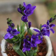 植えっぱなし 球根 秋 花 バビアナ ゆかり 5球セット【先行予約 10月上旬~お届け 小球根 メール便】Babia…