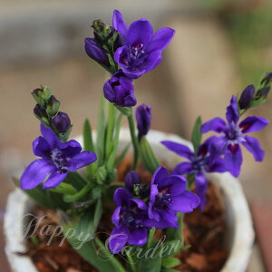 AςȂ  ԁ@ orAi 䂩5Zbgys\10{`͂  [֑Ή@|XgɓzBabiana H Ԃ̋ A HA Ԓd Ԓd A t nbs[K[