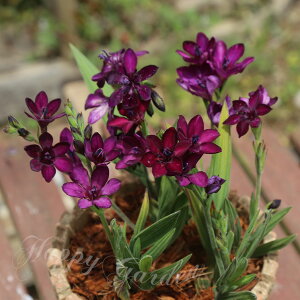 AςȂ  ԁ@ orAi gہ@5Zbgys\10{`͂  [֑ΉzBabiana H Ԃ̋ A HA Ԓd K[fjO K[f Ԓd A t nb
