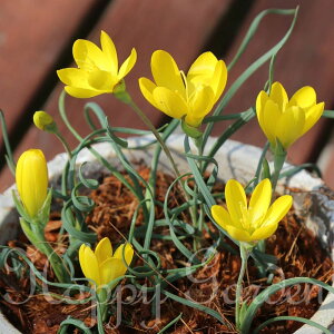  HA QC\U Q[\[U Iׂi 3`6Zbgy͂  [֑ΉzGeissorhiza inflexa var.erosa QC\[U H Ԃ̋ A Ԓd A y2025BUzymailz