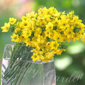 AςȂ I[j\K _rE CG[ 3Zbgys\10{`͂ [ցzornithogalum dubium Yellow  H ~A tJ Ԃ̋ A A Ԓd y2025BUzymai