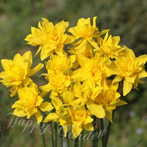 c   AςȂ  _uJpl 3Zbg tJ H ~A ys\10{`͂ ^zNarcissus cyclamineus XCZ  Ă₷ N ϊ 