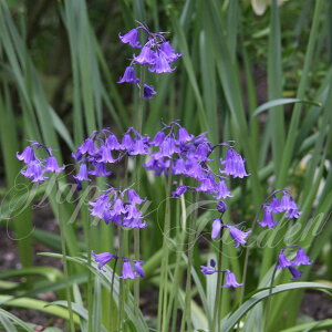 _1000~|bL ^ AςȂok V[ CObV u[x 3 Zbg ԁy͂  [֑Ήznon-scripta englishbluebell qAV\CfX cKlYCZ