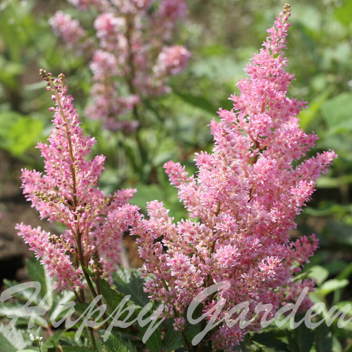 楽天市場 花苗 秋 冬 アスチルベ ヨーロッパ 1鉢 3 3 5号 お届け10月下旬 秋苗先行予約 Astilbe 草花 多年草 秋苗 秋の花 ガーデン ガーデニング シェードガーデン 22aki ハッピーガーデン