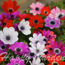 小球根 アネモネ フルゲンス　選べるセット【お届け中 小球根 メール便対応 全国どこでも送料無料】秋 冬 小球根 多年草 耐寒性 白花 早春 人気 秋植え球根【2025BU】【mail】(2006)