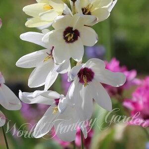 _v|Cg4{ 12/8`11^ AςȂOK  CLVA t@C~bNX Iׂi Zbg5`15Zbgy͂  [ zIxia A N  YC