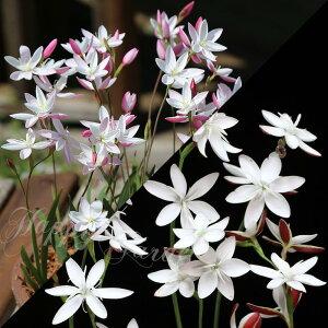   AςȂ wXyT  @7ނIׂ 4`5 y͂ [ւł͂ zHesperantha wXyT̉ HA@AȃwXyTBAt