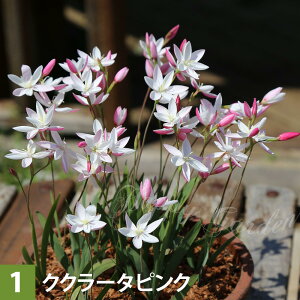   AςȂ wXyT  @7ނIׂ 4`5 y͂ [ւł͂ zHesperantha wXyT̉ HA@AȃwXyTBAt