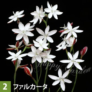   AςȂ wXyT  @7ނIׂ 4`5 ys\10{`͂ [ւł͂ zHesperantha wXyT̉ HA@AȃwXy